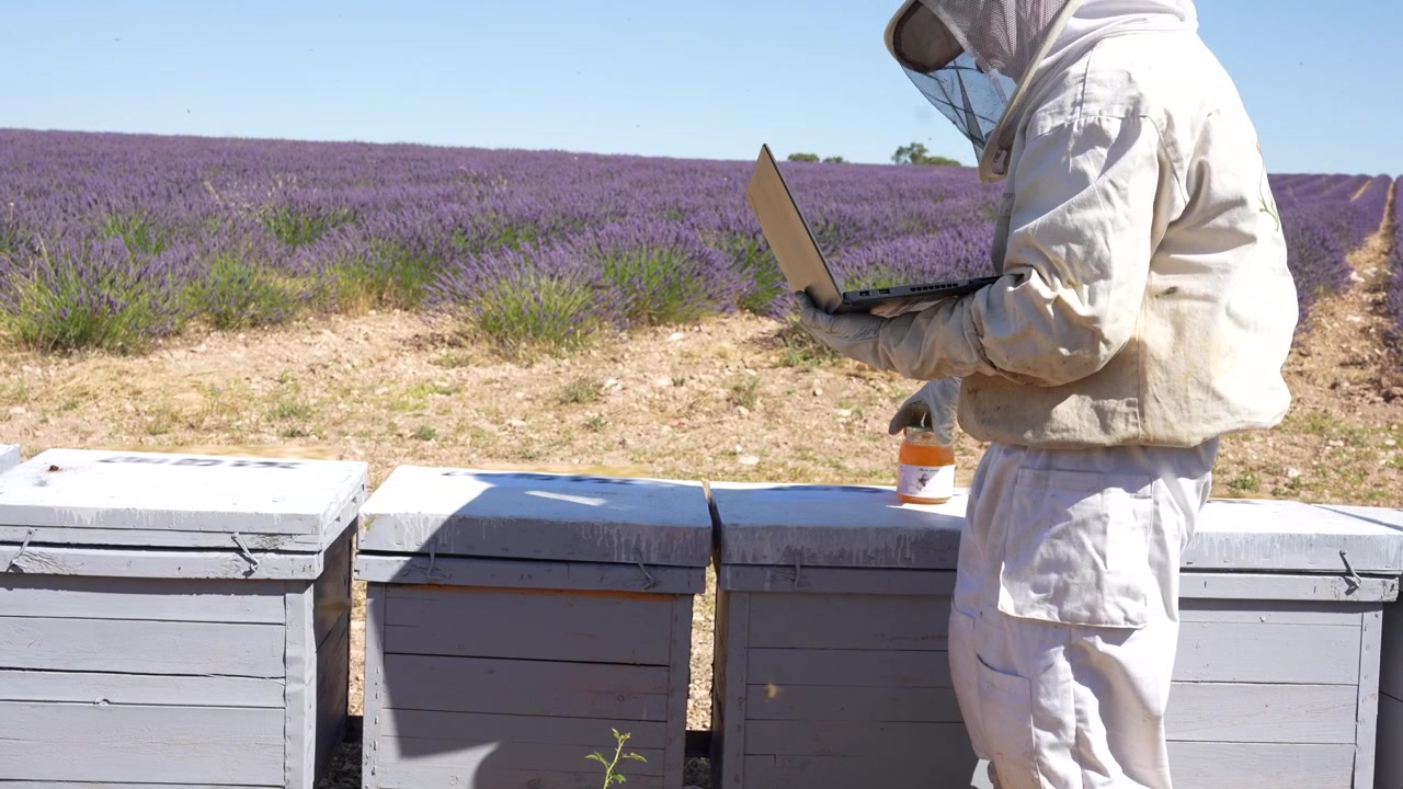 Beekeeper in a protective suit using a laptop next to beehives in a blooming lavender field