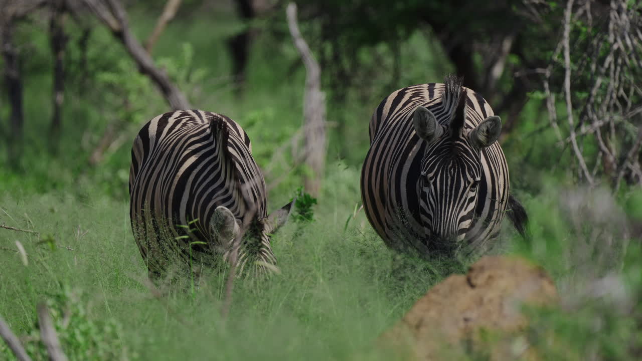 Zebras in der afrikanischen Savanne