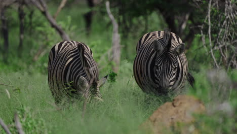zebras in the african savanna