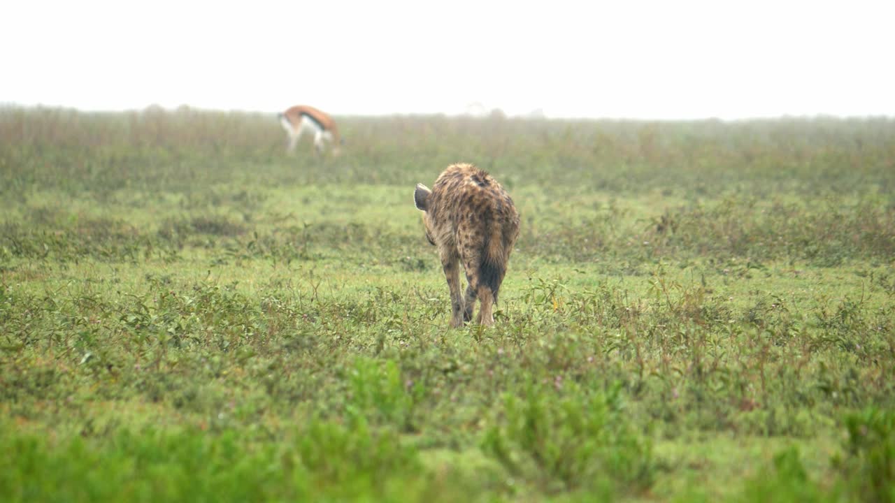 A spotted hyena walks through the misty grassland while hunting for deers, tracking shot