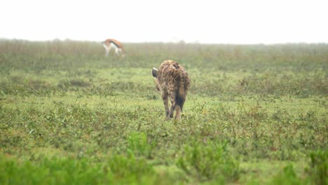 a spotted hyena walks through the misty grassland while hunting for deers, tracking shot