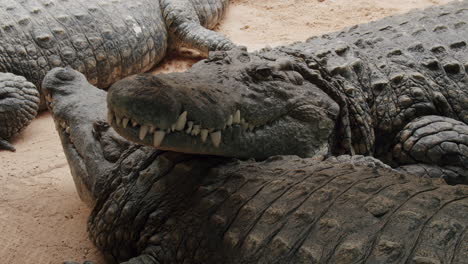 Three-massive-Nile-crocodiles-resting-motionless