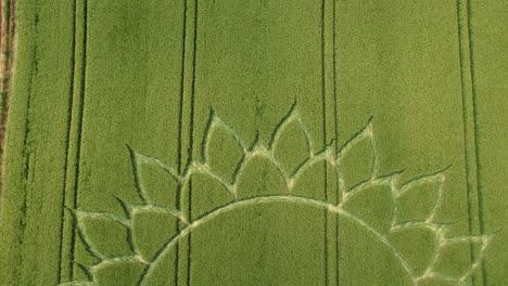 mysterious crop circle patterns in agricultural farmland, aerial drone view