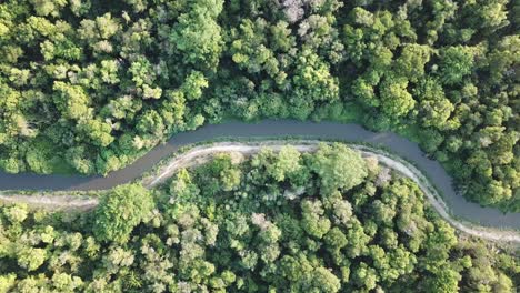 aerial view green trees