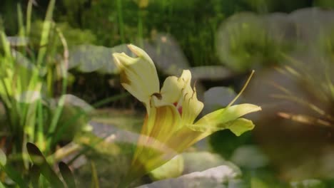 Animation-of-grass-over-bee-and-flowers