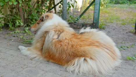 collie áspero golpeado por el calor acostado en el suelo