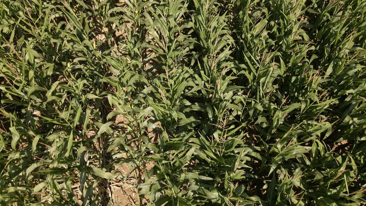 la antena inclinada revela una toma de un pequeño maizal frente a un bosque caducifolio en el campo de alemania