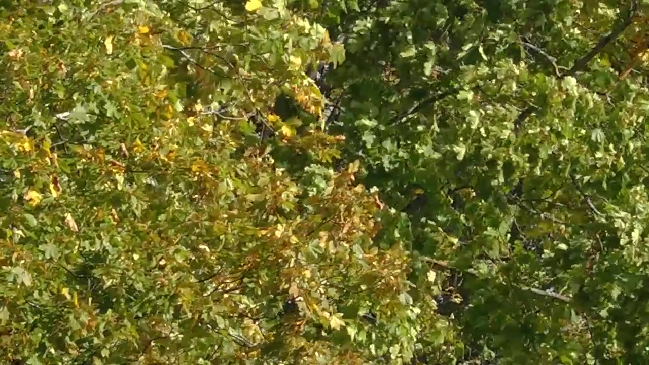 Foglie autunnali giallo e verde vibranti che si muovono dolcemente nel vento, creando una scena stagionale dinamica con movimento e texture naturali