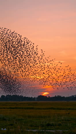 a stunning murmuration of starlings at sunset