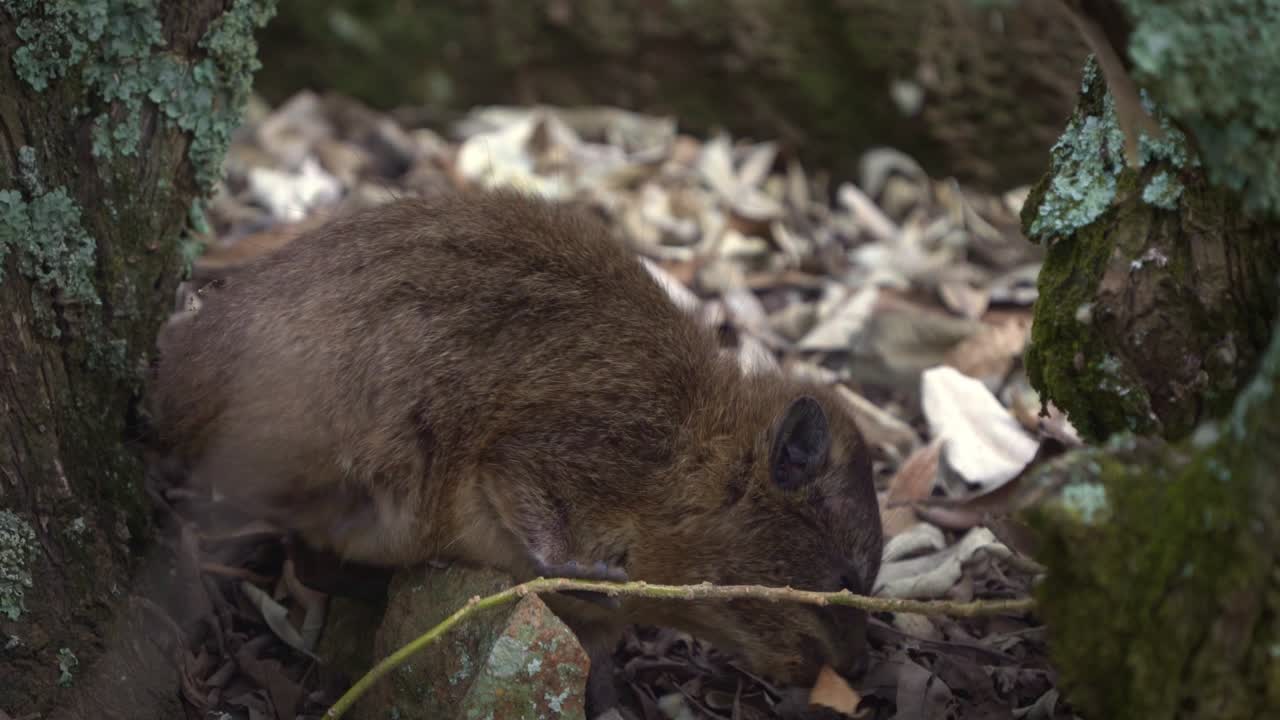 hyrax de roca - procavia capensis también dassie, cape hyrax, conejo de roca o coney, mamífero terrestre originario de áfrica y el medio oriente, pequeños cachorros o jóvenes comen y juegan en las rocas