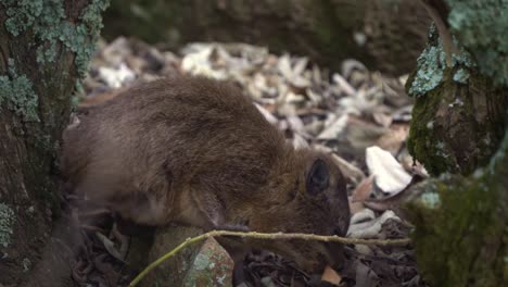 rock hyrax - procavia capensis also dassie, cape hyrax, rock rabbit or coney, terrestrial mammal native to africa and the middle east, small cubs or youngsters eat and play on rocks