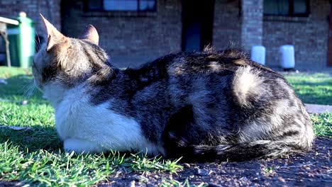 Eine-Enthüllende-Aufnahme-Einer-Hauskatze,-Die-Schläfrig-Auf-Dem-Rasen-Liegt-Und-Sich-Ständig-Umschaut