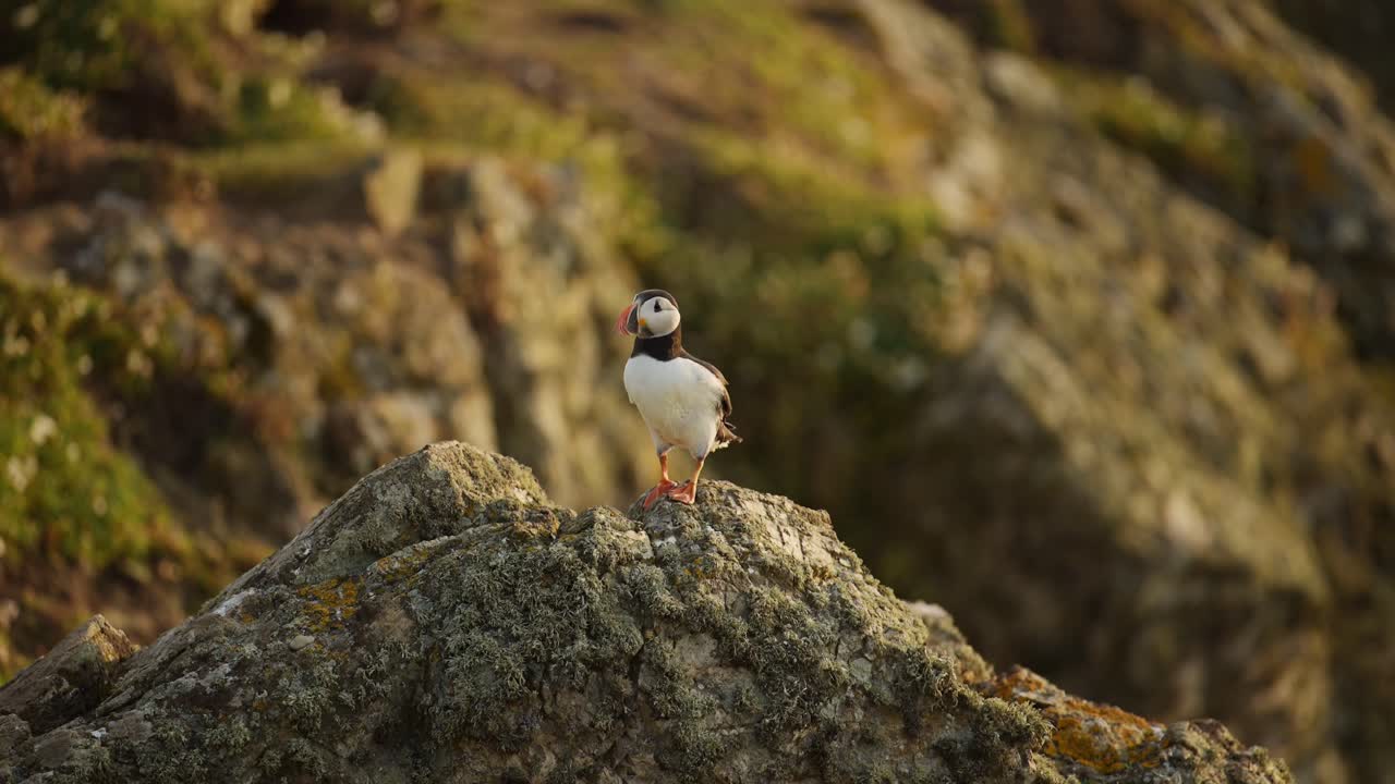 papagaio en las rocas en la parte superior de los acantilados en la costa de la isla de skomer, papagaio atlántico posado en una roca, posado y mirando a su alrededor, aves y vida silvestre del reino unido