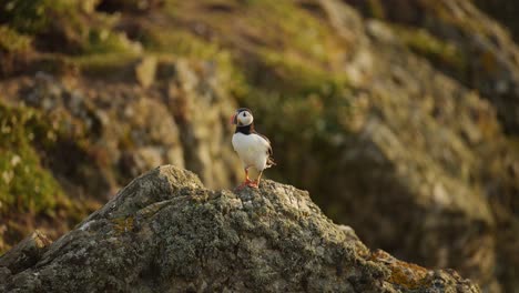 puffin on rocks at top of cliffs on coast at skomer island, atlantic puffin perched on a rock, perching and looking around, uk birds and wildlife