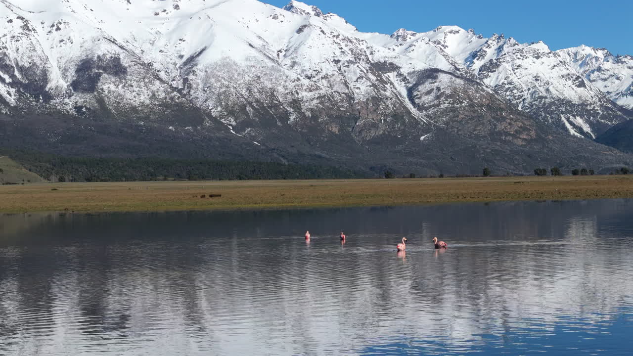 Pink flamingos swimming on a big lake, huge snowy mountains in the background, beautiful sunny day, animal wildlife, pan shot, blue sky, copy space