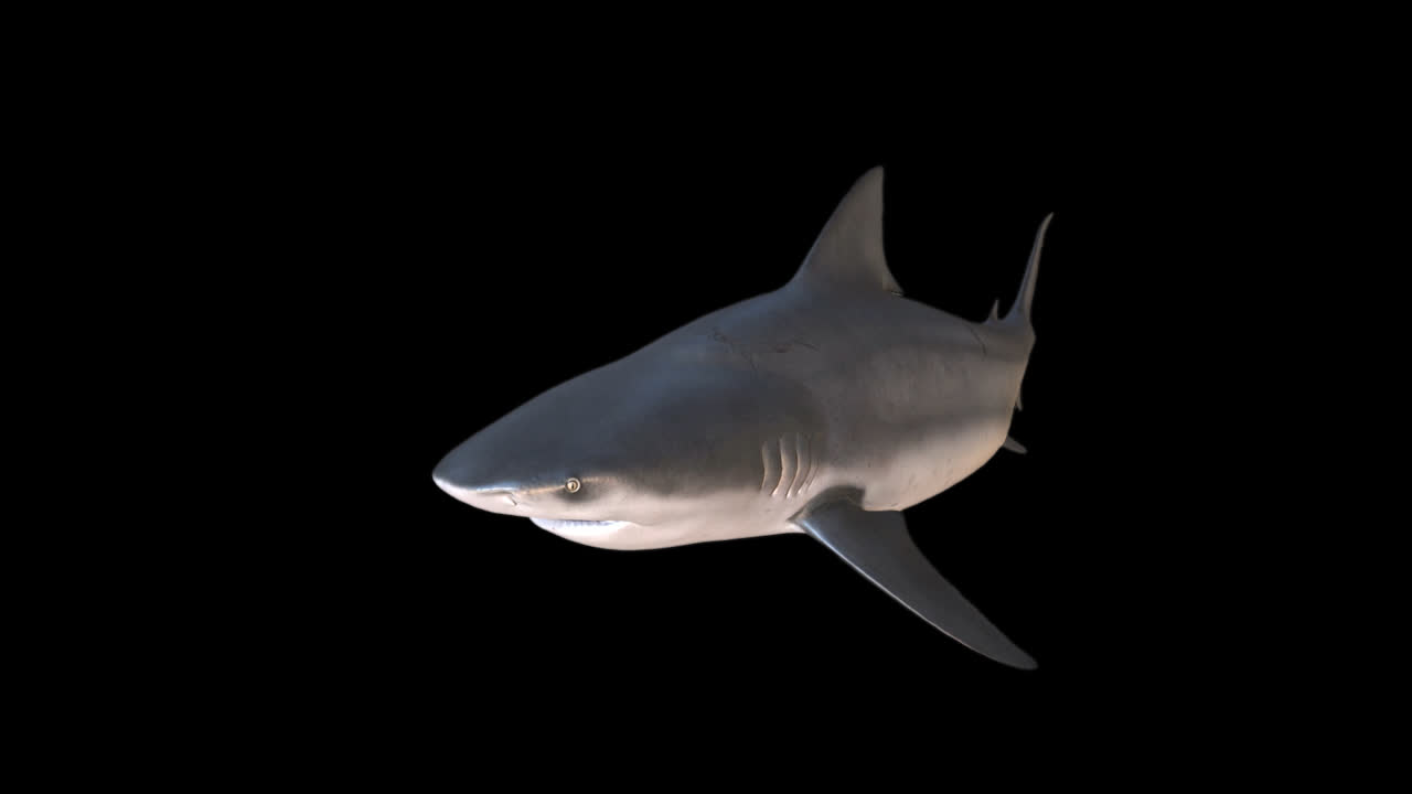 Shark Swimming With Alpha Channel