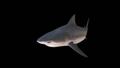 shark swimming with alpha channel
