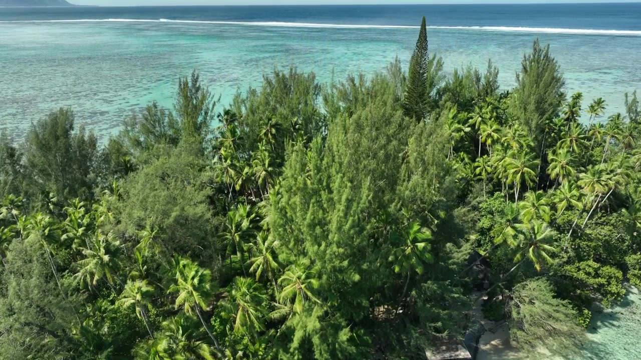 Tahiti, Fransız Polinezyası'nda berrak sular ve palmiye ağaçlarıyla çevrili yemyeşil uzak ada.