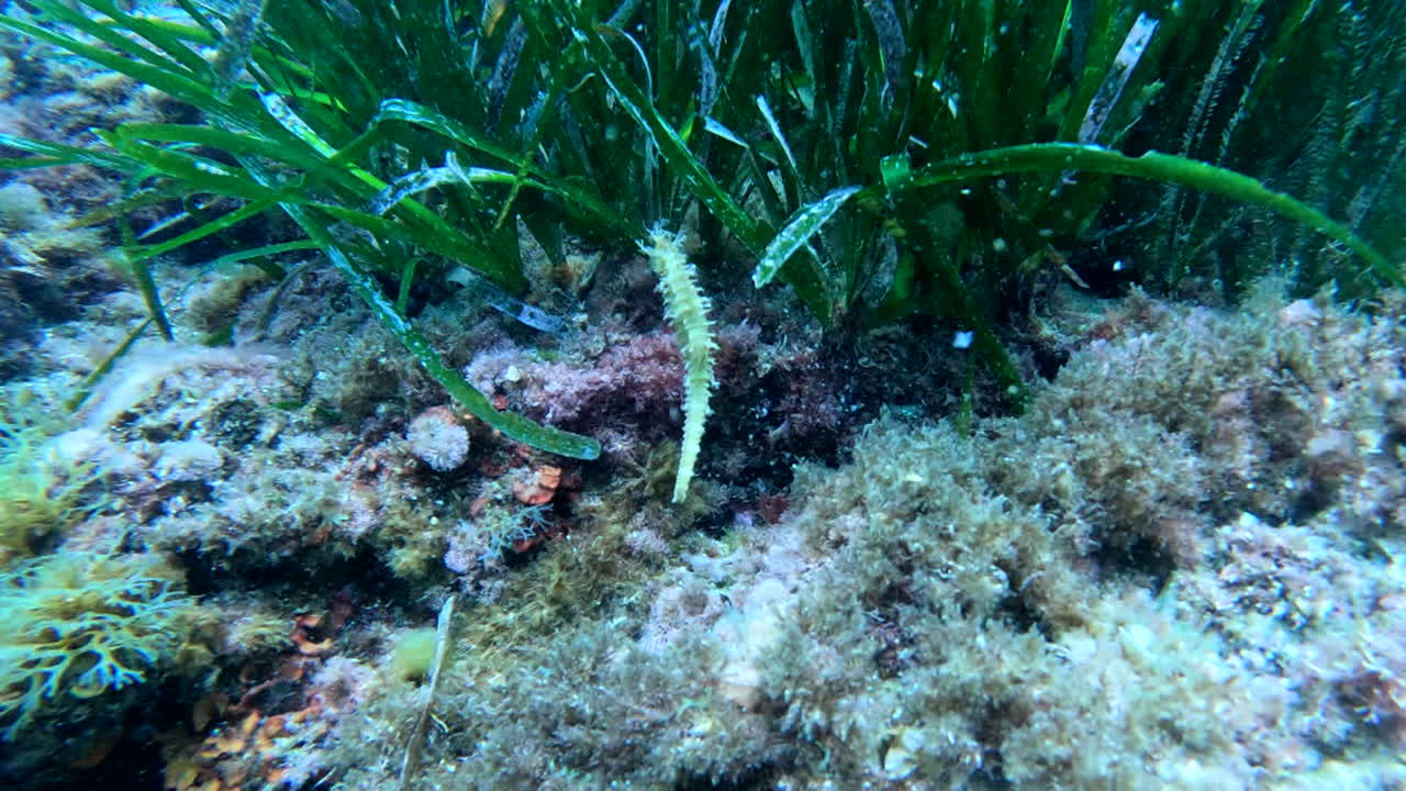 Sea Horse in Seaweed