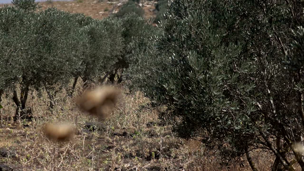 filas de olivos en un paisaje árido en israel