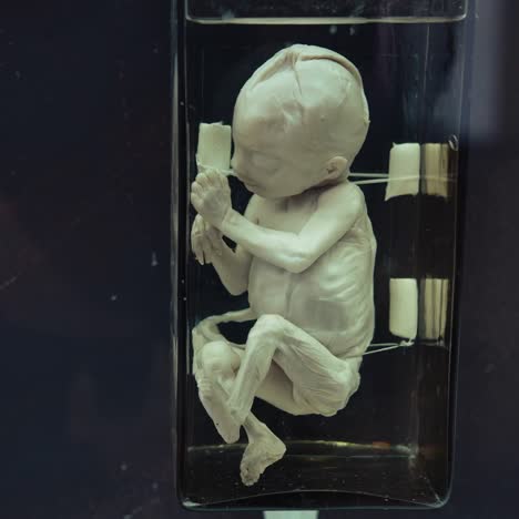 human model at medical museum. view of anatomical model in museum of medicine