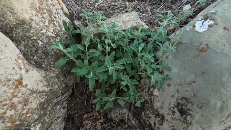 el atractivo del tomillo silvestre fresco que prospera en el parque nacional de tazakka, marruecos