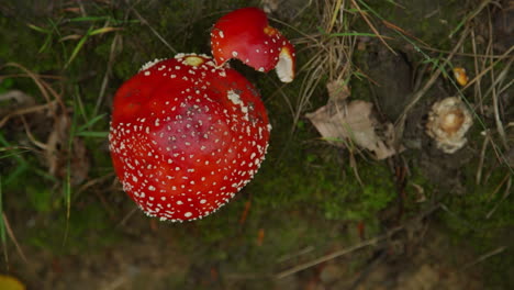 red mushroom on forest floor