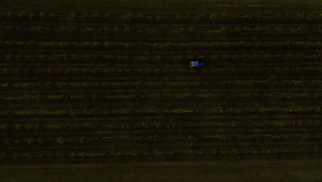 toma aérea de un tractor desde arriba conduciendo a través de un viñedo en 4k