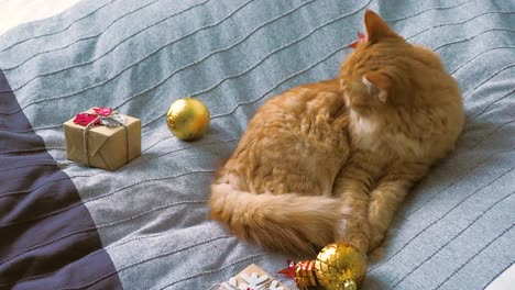 cute ginger cat licking in bed with new year presents in craft paper. cozy home christmas holiday background