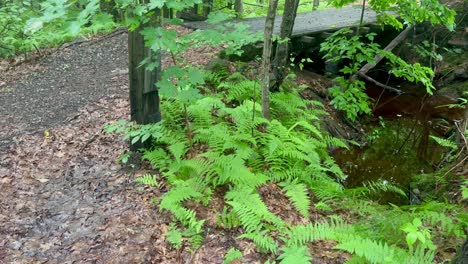 Wooden-footbridge-in-forest-path-after-rain