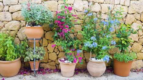 potted plants and flowers against a stone wall
