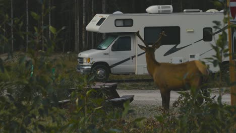 a lonely huge elk are eating at a public campsite in jasper national park, in the country of canada, during early morning, in the summer season