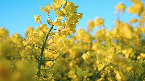 spring field of yellow rapeseed flowers in full bloom - close up shot