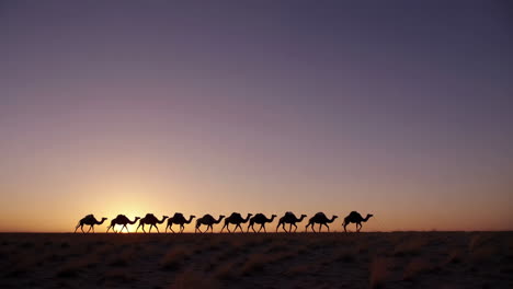 camel caravan silhouetted against a vibrant desert sunset