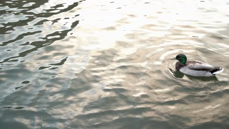 two ducks swimming in the lake