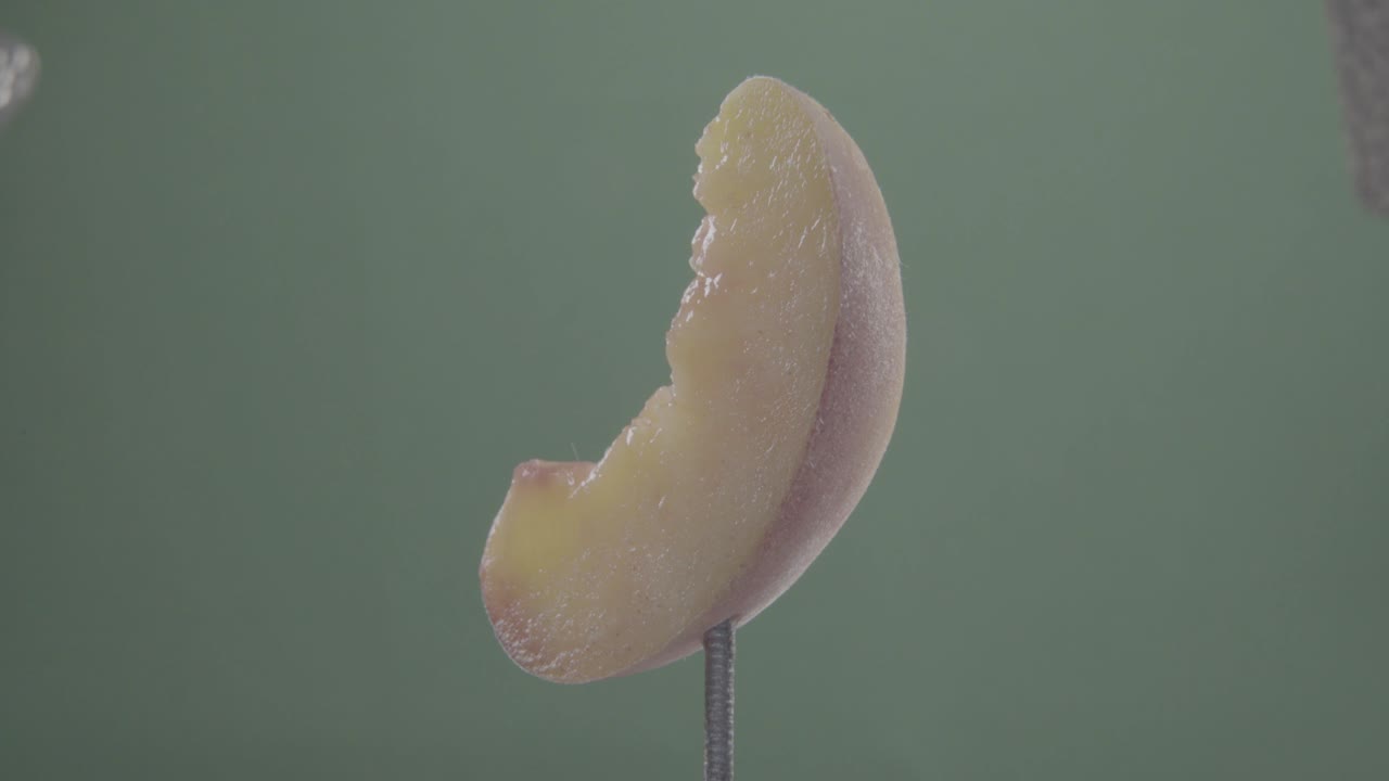 크로마 키를 위해 녹색 화면에 루프와 함께 회전하는 복아