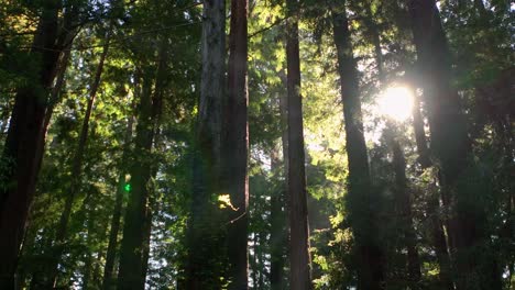 Aerial-shot-of-sunlight-making-its-way-through-a-canopy-of-trees-in-the-Redwoods