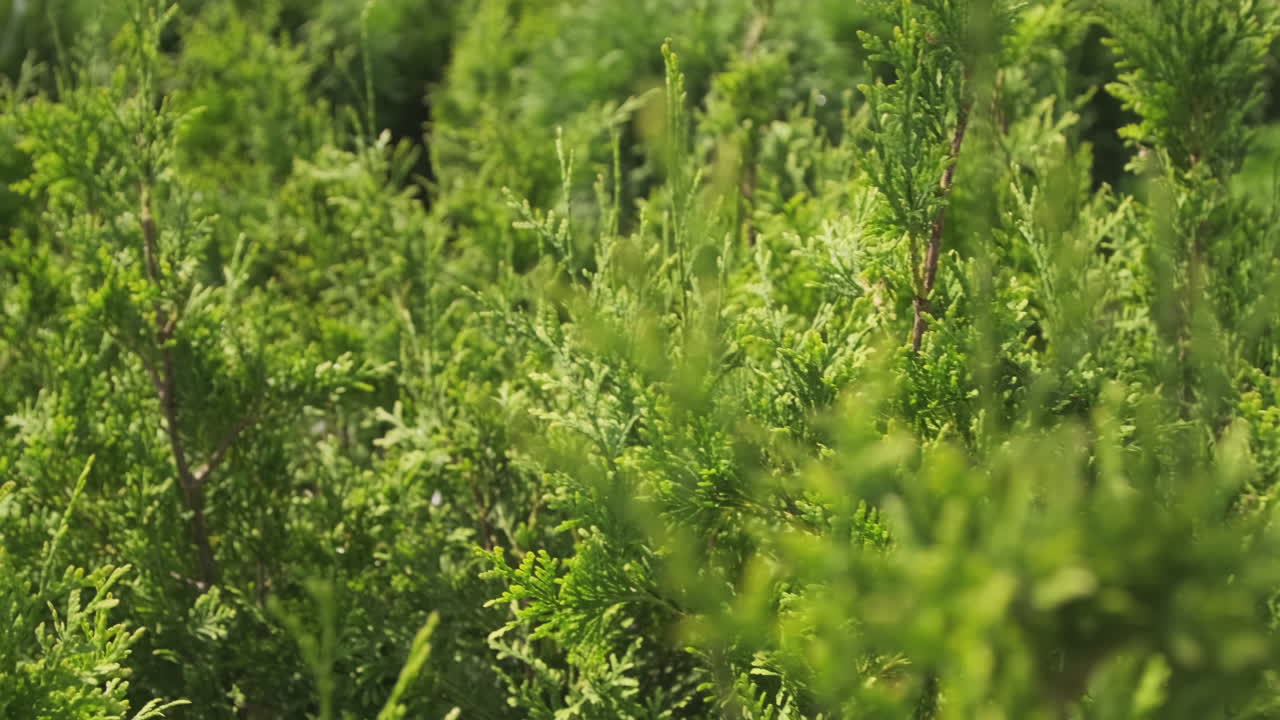 Overview Of Garden Cypress Plant