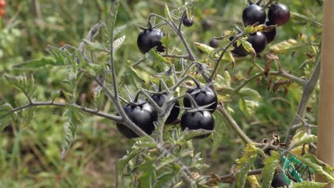black cherry tomatoes on the vine