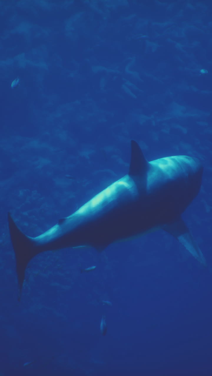 un gran tiburón blanco nadando en el océano