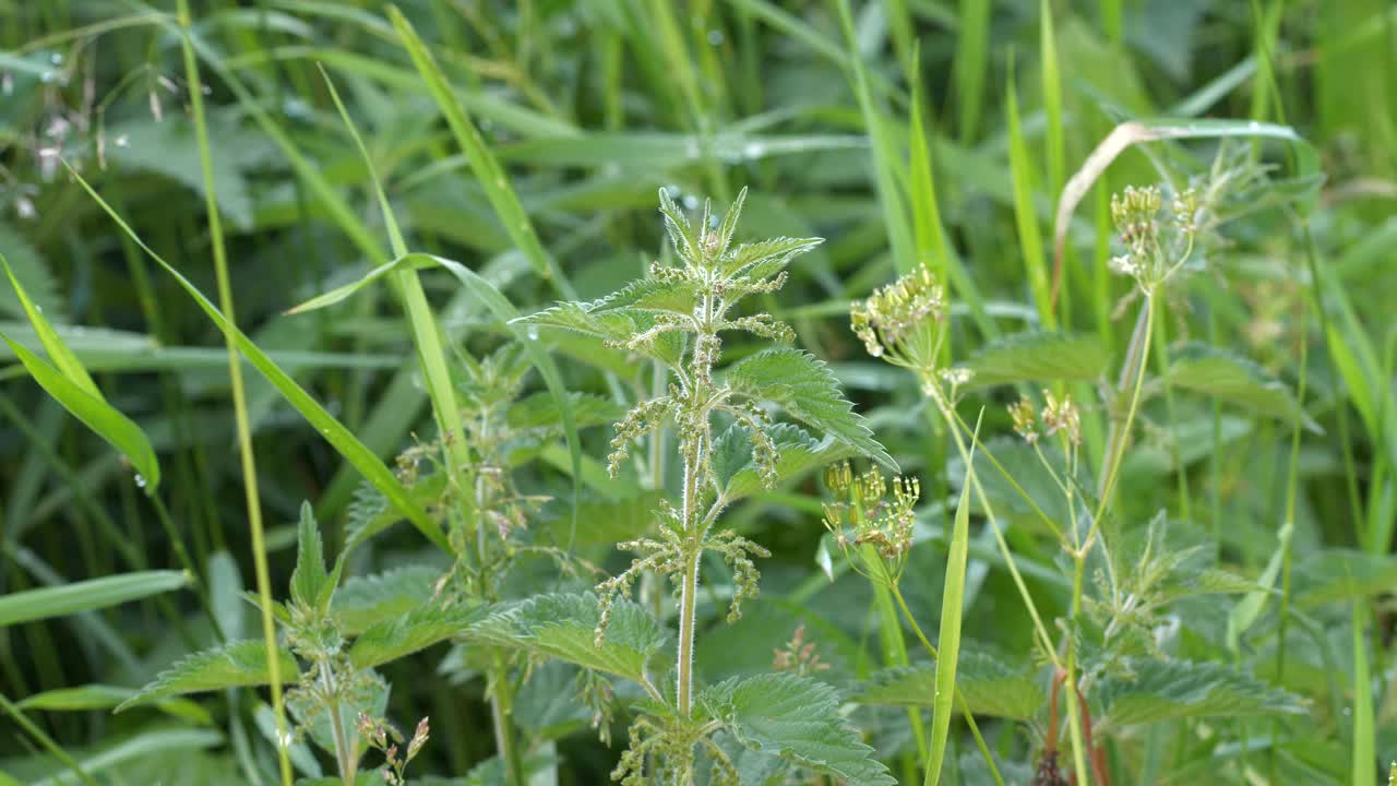 detalle de campo de hojas de ortiga en cámara lenta