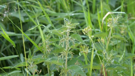 stinging nettle leaves field detail in slow motion