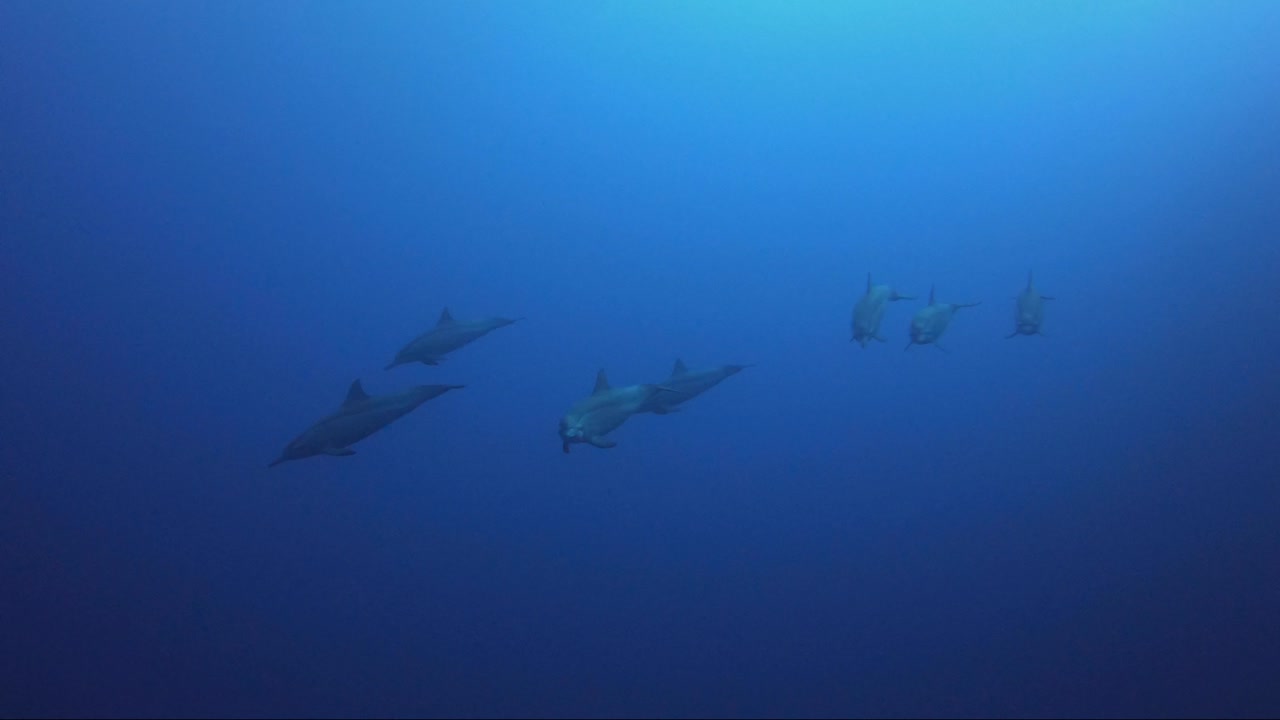 A pod of dolphins swim towards camera and then join the rest of the pod in the blue ocean. So amazing