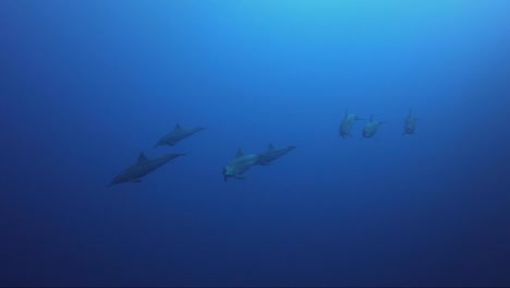 a pod of dolphins swim towards camera and then join the rest of the pod in the blue ocean. so amazing