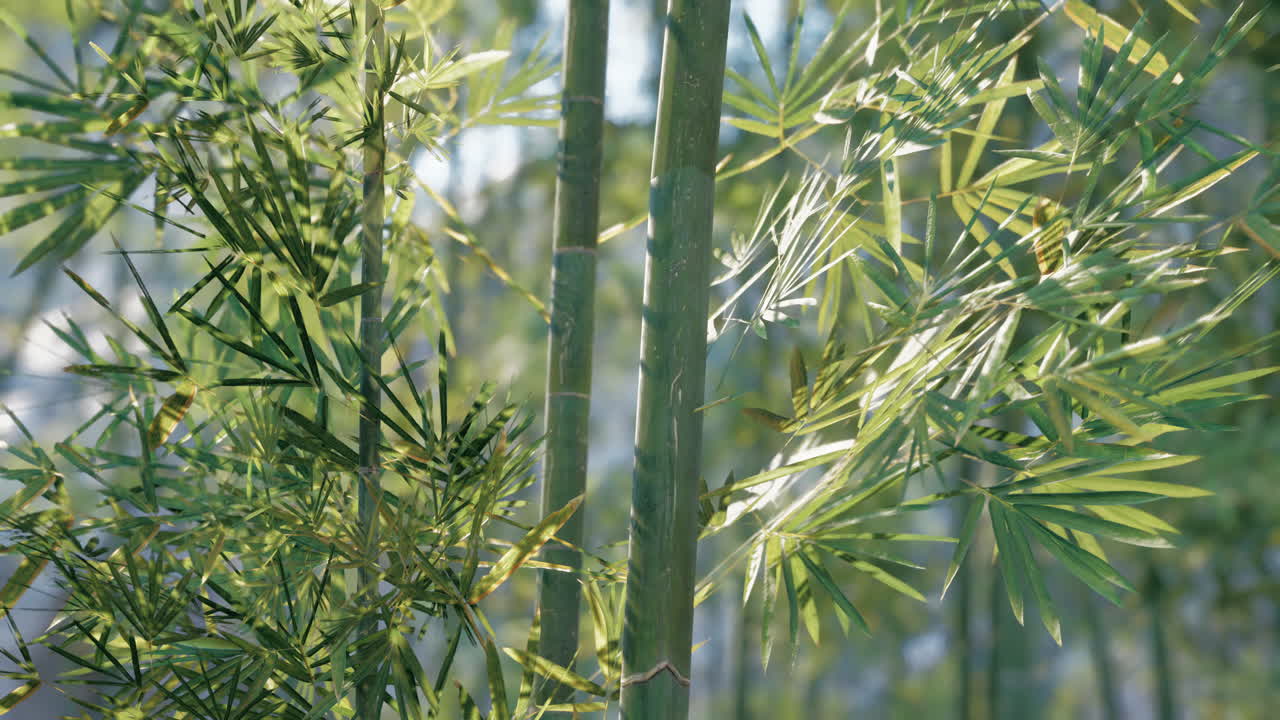primer plano de las plantas de bambú verde