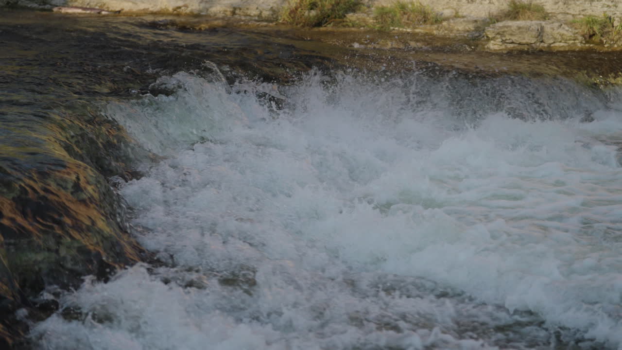 Salmon jumping upstream in Ganaraska River, serene nature scene, slow motion