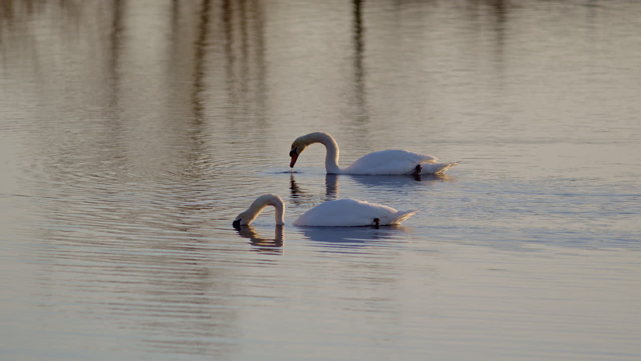 Synchronized slow mo shot of swans feeding at dawn