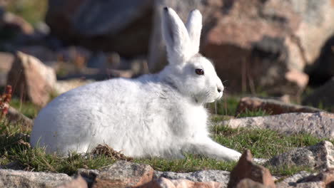 arctic hare on alert