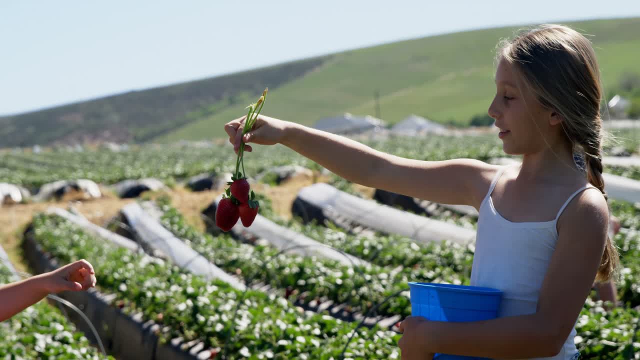 농장에서 딸기를 들고 있는 소녀들 4k