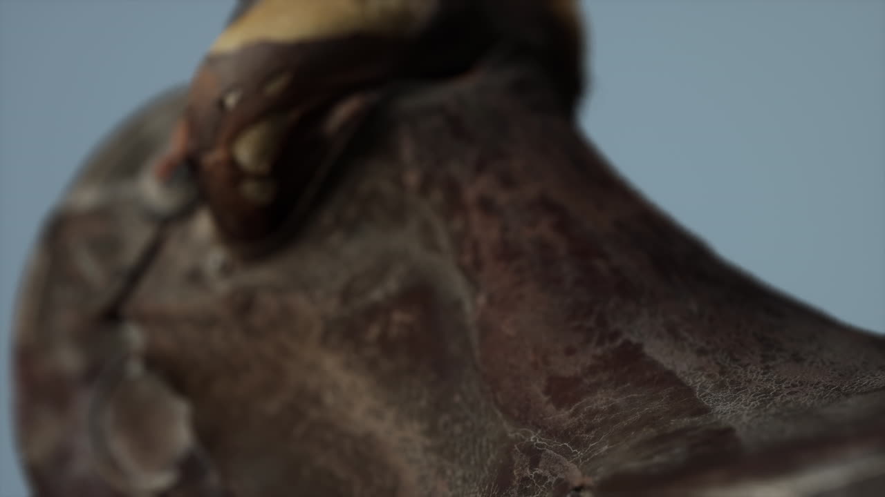 vieja silla de caballo de doma de cuero vintage usada